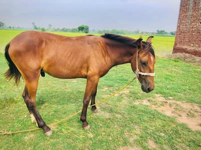 Horse for sale