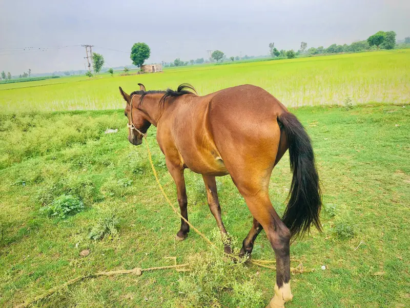 Horse for sale — photo 2