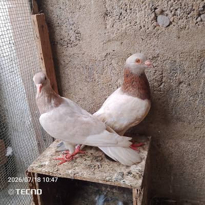 pigeon for sale
