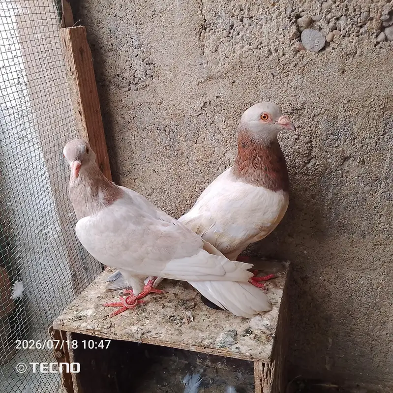 pigeon for sale