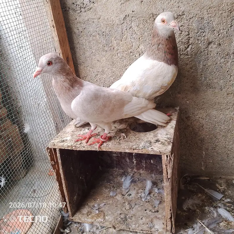 pigeon for sale — photo 2