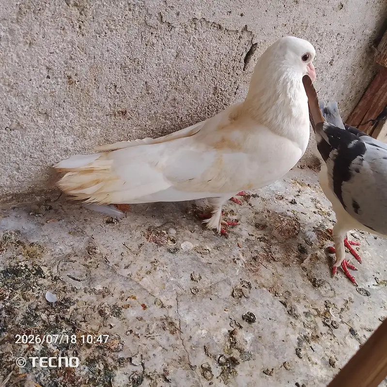 pigeon for sale — photo 3
