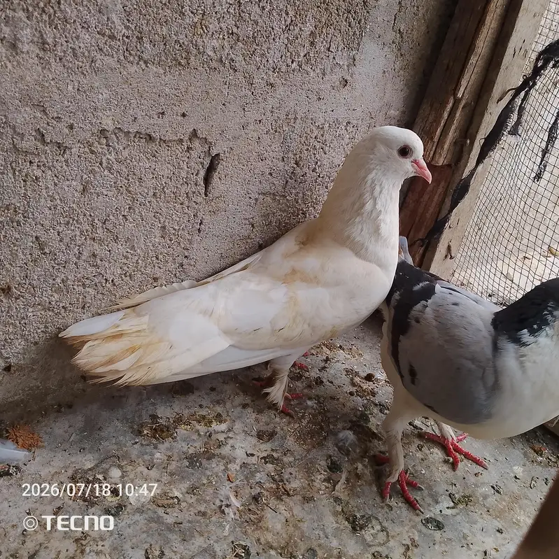 pigeon for sale — photo 4