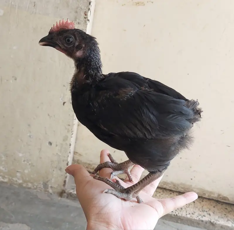 desi choozay — photo 6