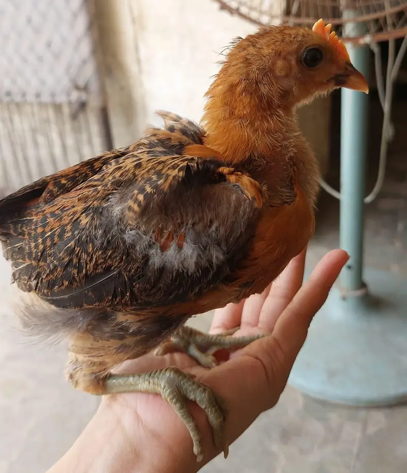 desi choozay — photo 7