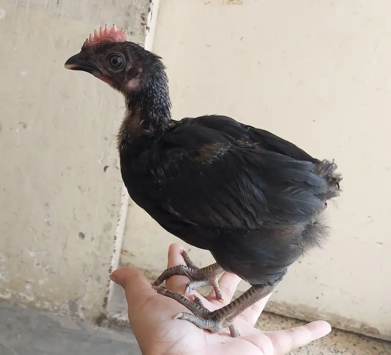 desi choozay — photo 9