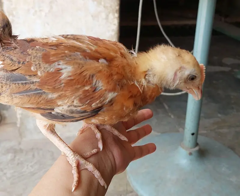 desi choozay — photo 11