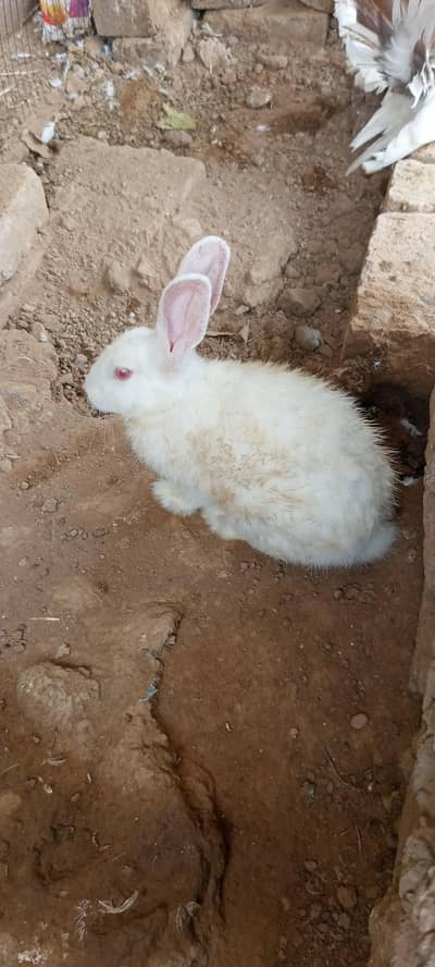 white red eyes rabbits