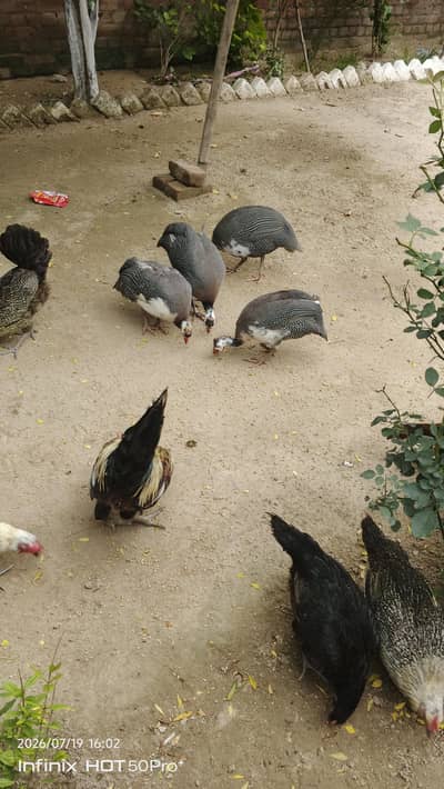 2 Pair Guinea Fowl (Pearl) – Healthy Adult Birds for Sale