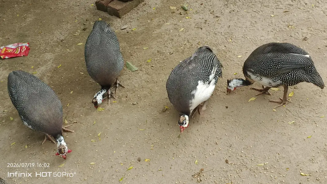 2 Pair Guinea Fowl (Pearl) – Healthy Adult Birds for Sale — photo 2