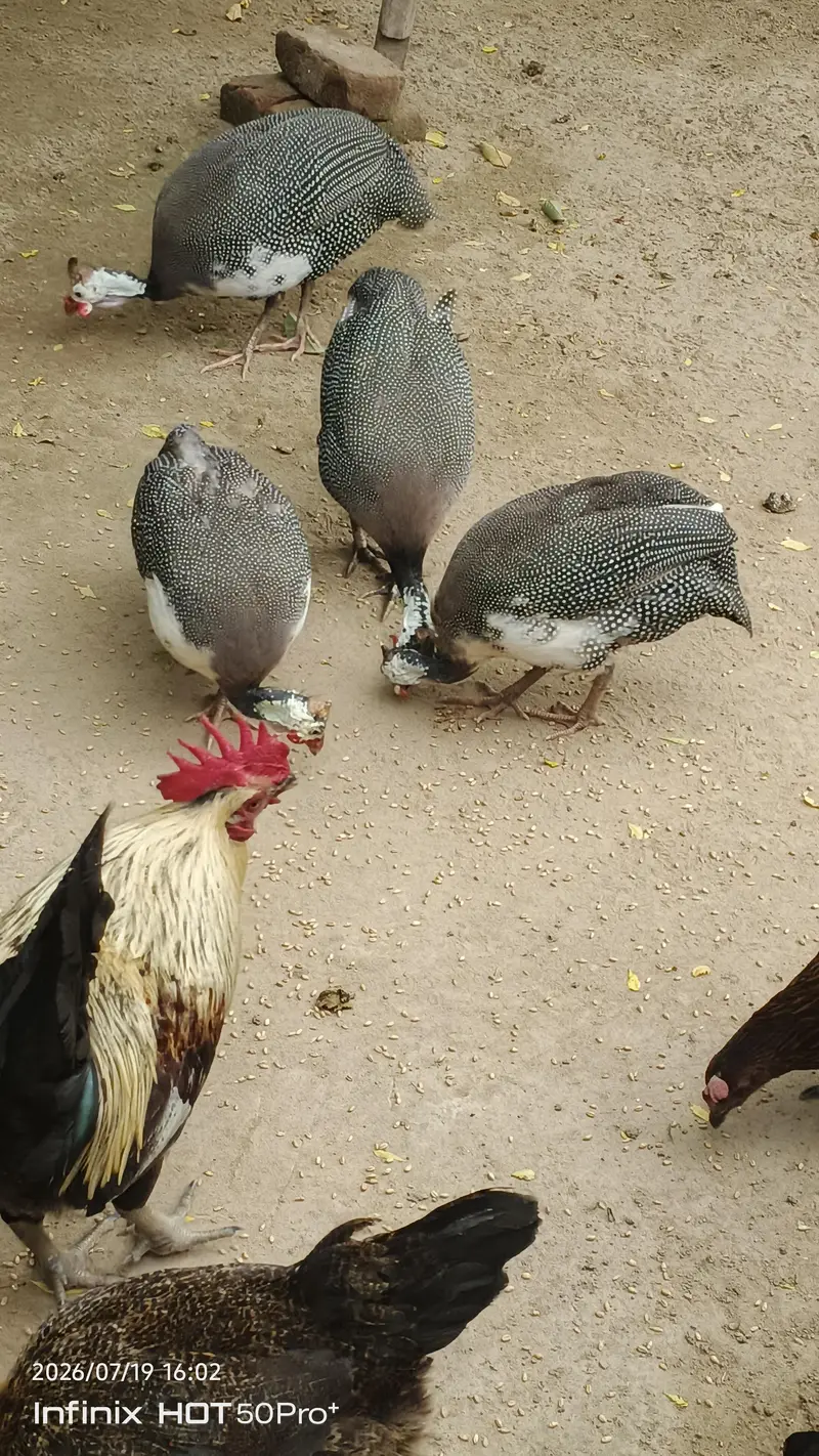 2 Pair Guinea Fowl (Pearl) – Healthy Adult Birds for Sale — photo 3