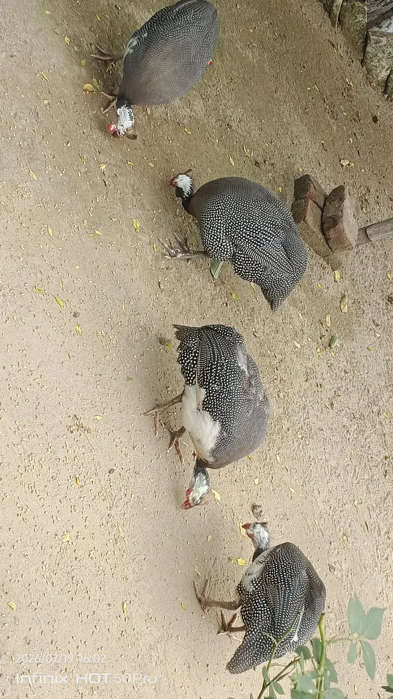 2 Pair Guinea Fowl (Pearl) – Healthy Adult Birds for Sale — photo 4