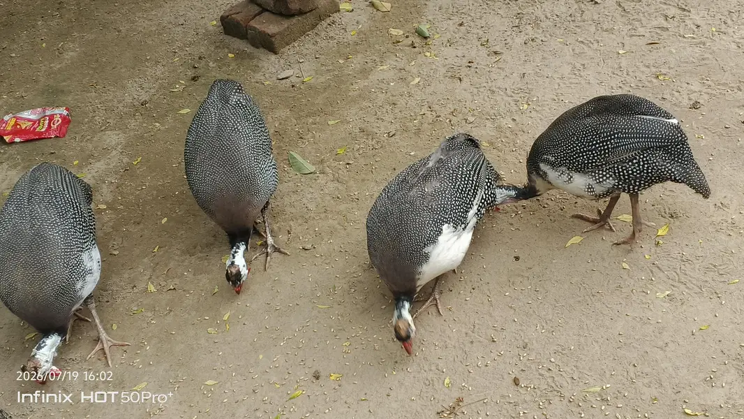 2 Pair Guinea Fowl (Pearl) – Healthy Adult Birds for Sale — photo 5