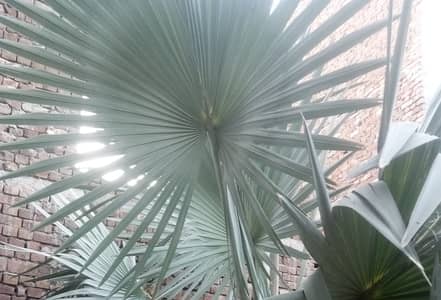 Bismarck Palm (Silver Paml