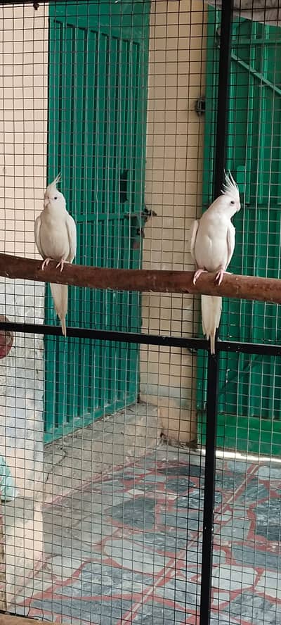 Cocktail | Eno Red Eyes Cocktail | Cockayiel Birds Pair For Sale