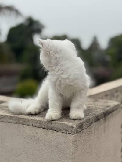 fluffy cat | male Persian kitten | female Persian kitten