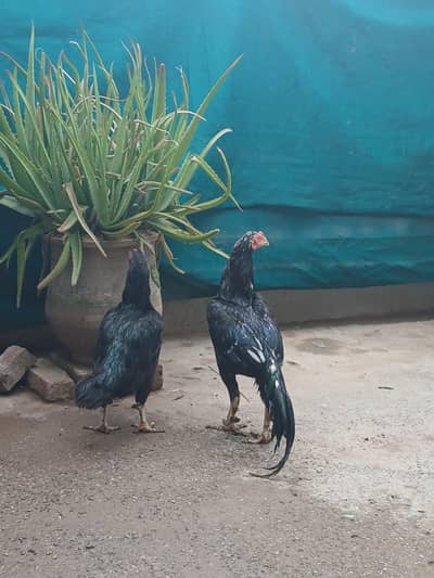 aseel muska breeder pair for sale