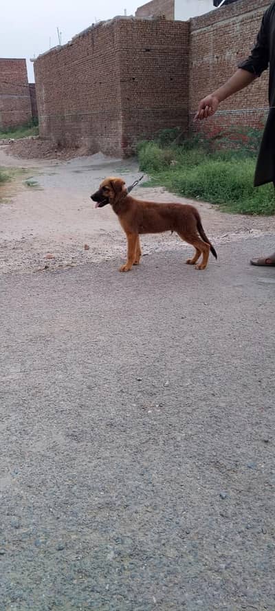 Belgium Shepard male