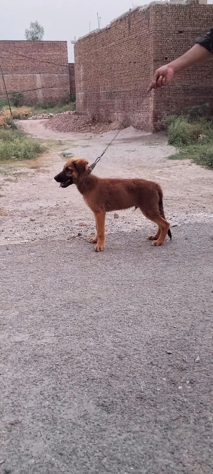 Belgium Shepard male — photo 2