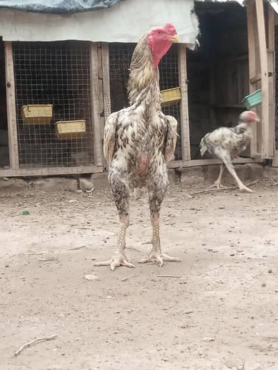 Shamo egg available 03111934098