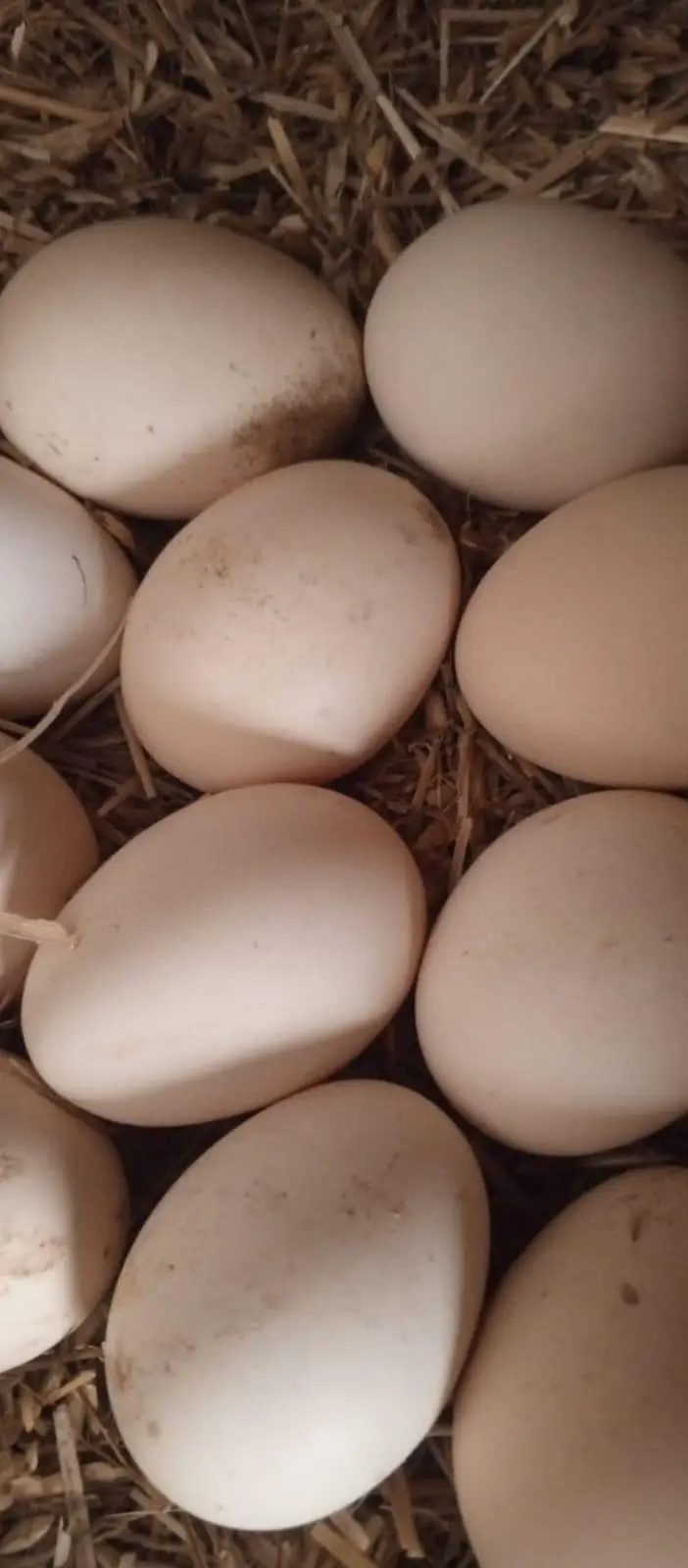 Shamo egg available 03111934098 — photo 4