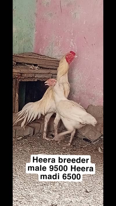 Heera aseel setup for sale in Multan o3o4.7o4.42. 86