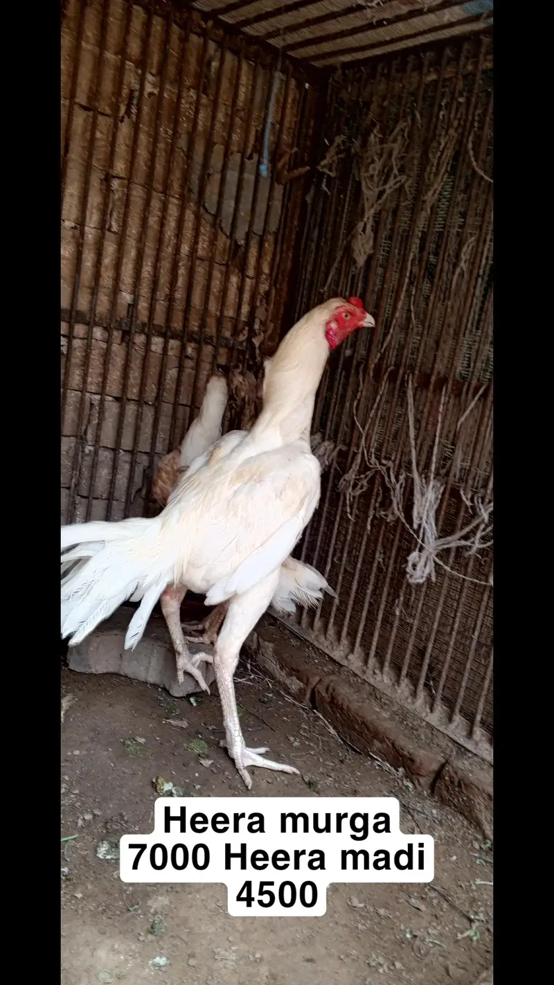 Heera aseel setup for sale in Multan o3o4.7o4.42. 86 — photo 2