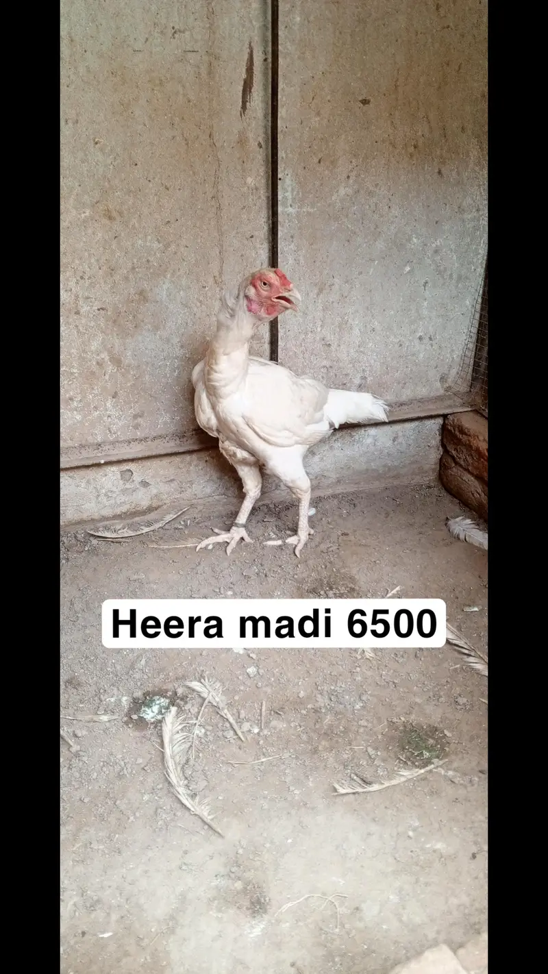 Heera aseel setup for sale in Multan o3o4.7o4.42. 86 — photo 3