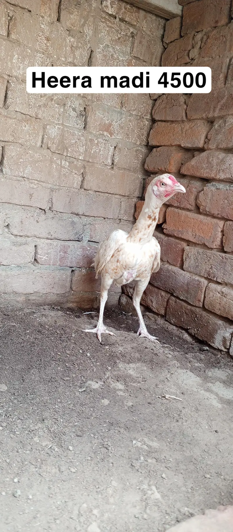 Heera aseel setup for sale in Multan o3o4.7o4.42. 86 — photo 4
