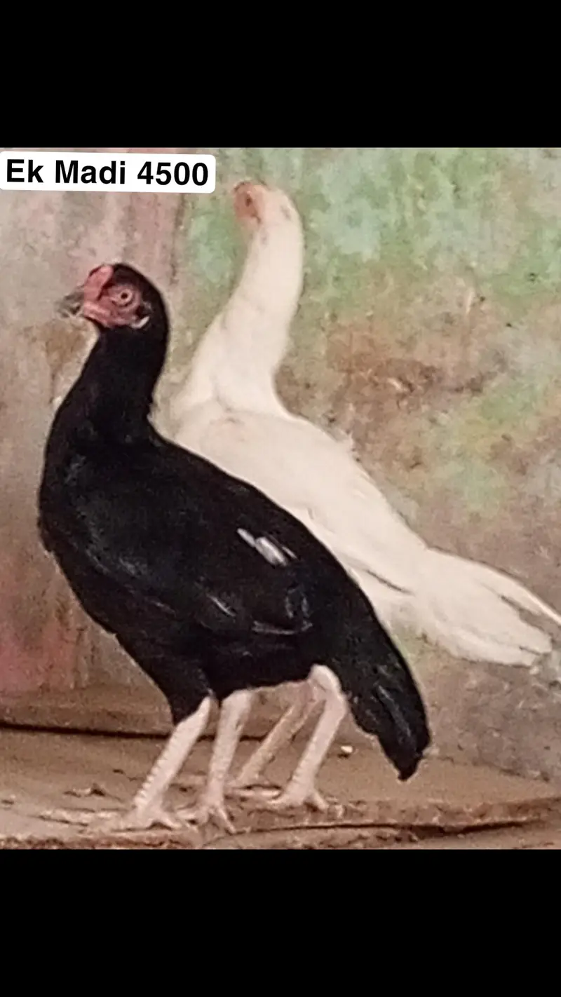 Heera aseel setup for sale in Multan o3o4.7o4.42. 86 — photo 5