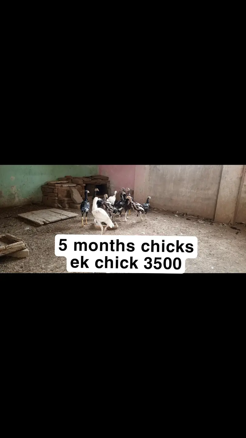 Heera aseel setup for sale in Multan o3o4.7o4.42. 86 — photo 6