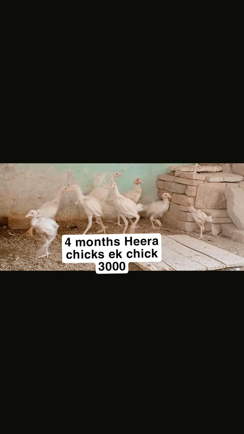 Heera aseel setup for sale in Multan o3o4.7o4.42. 86 — photo 7