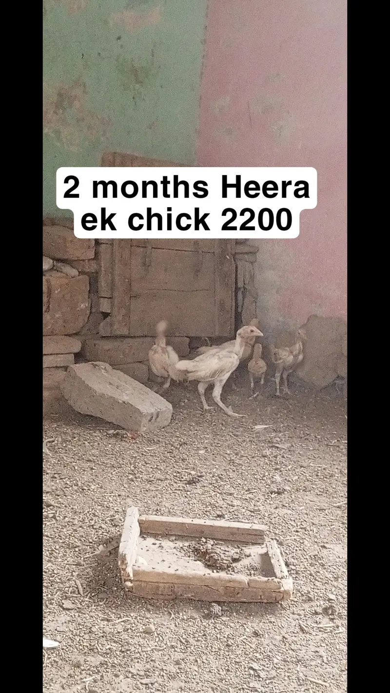 Heera aseel setup for sale in Multan o3o4.7o4.42. 86 — photo 8