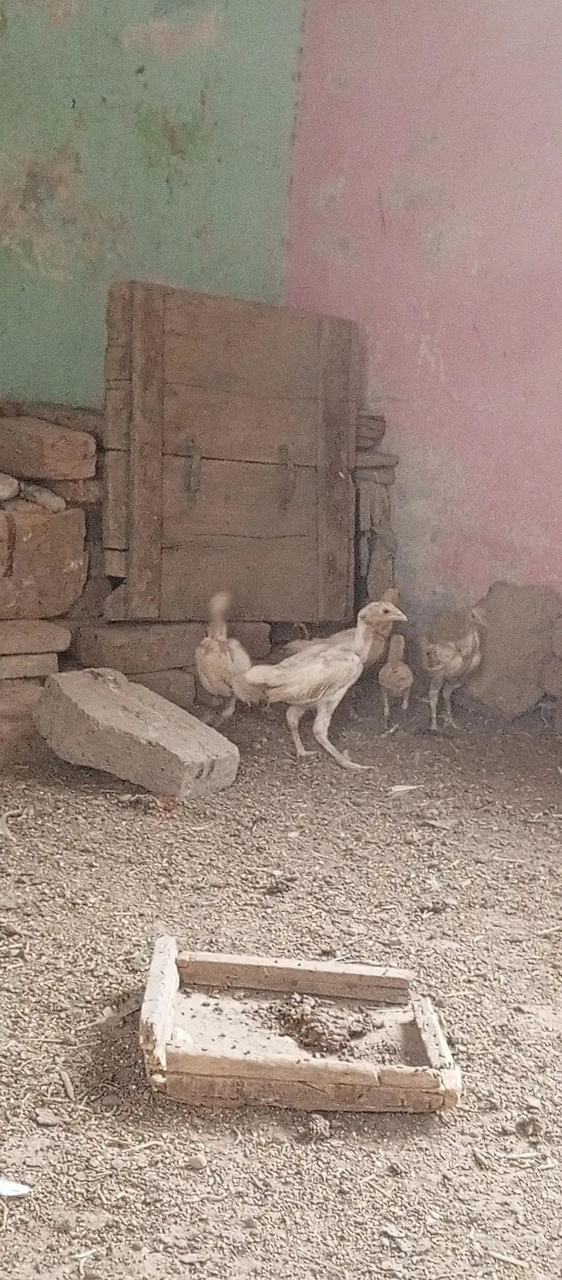 Heera aseel setup for sale in Multan o3o4.7o4.42. 86 — photo 9