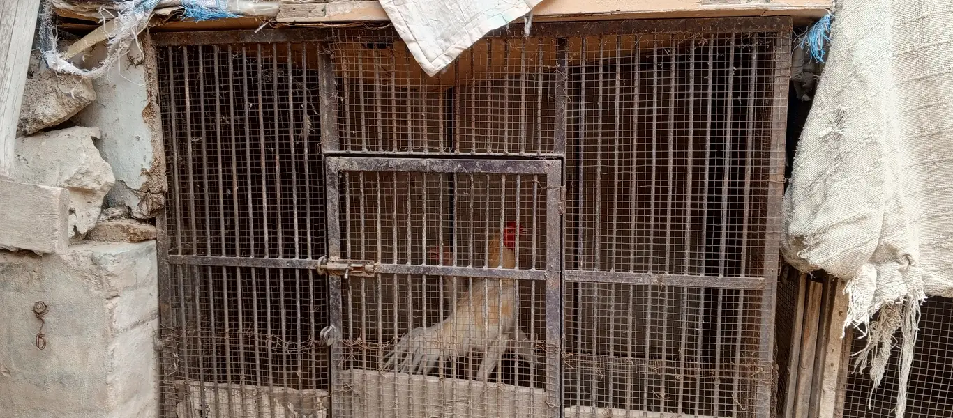 Heera aseel setup for sale in Multan o3o4.7o4.42. 86 — photo 10