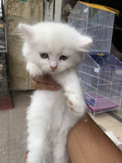 Persian long coated pair semi punch face age almost 2.5 months