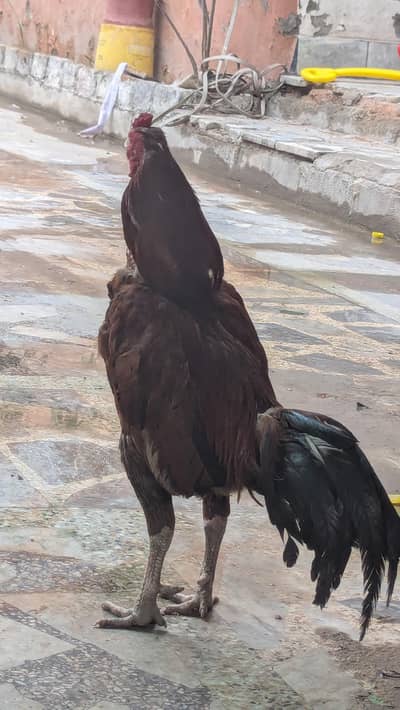 two male hens age 1.5 year need money