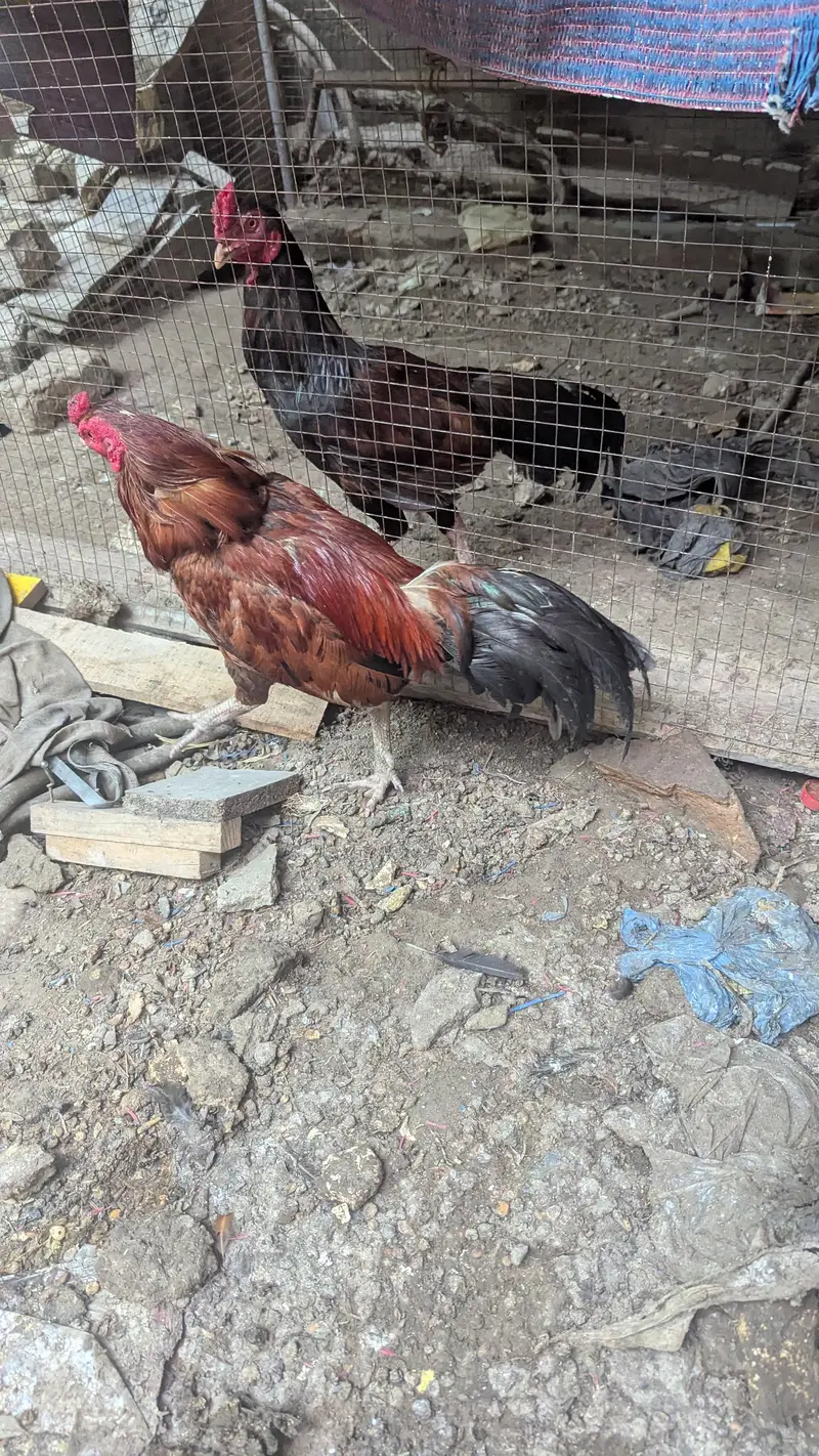 two male hens age 1.5 year need money — photo 2