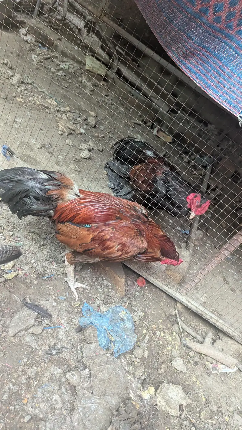 two male hens age 1.5 year need money — photo 3