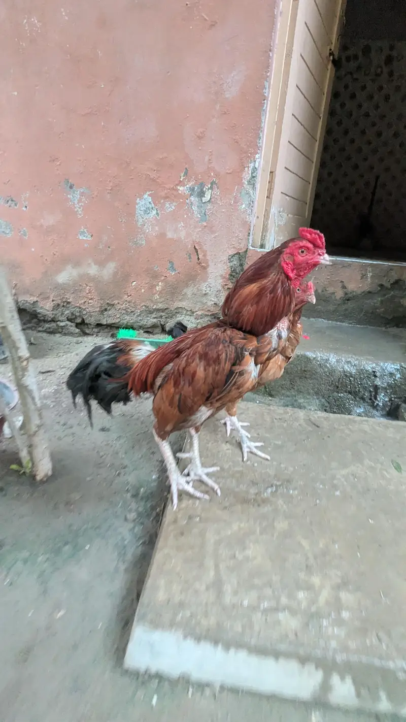 two male hens age 1.5 year need money — photo 4