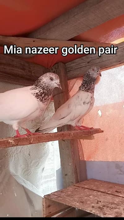 Mai Nazeer blood line golden Kabutar whtp no 03022294724