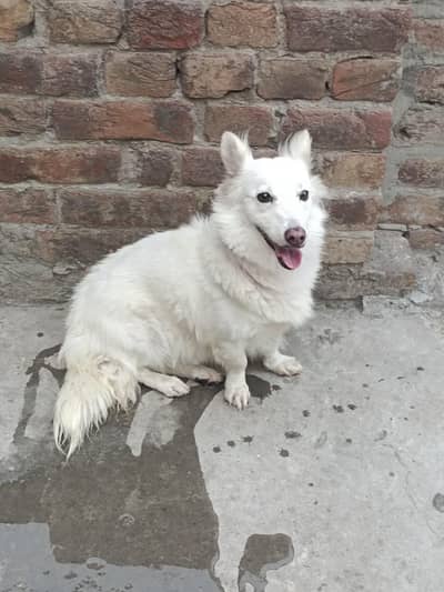 Russian female very active and healthy play fully dog vaccine done
