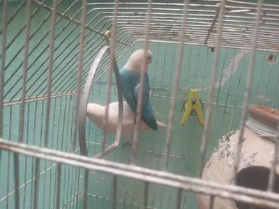 love birds for sell
