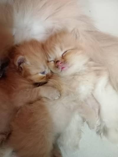beautiful triple coat