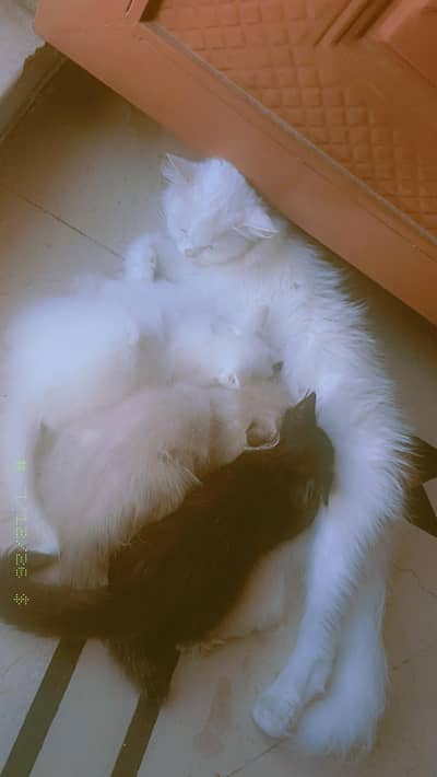 persian female cat punch face with 3 kittens for sale