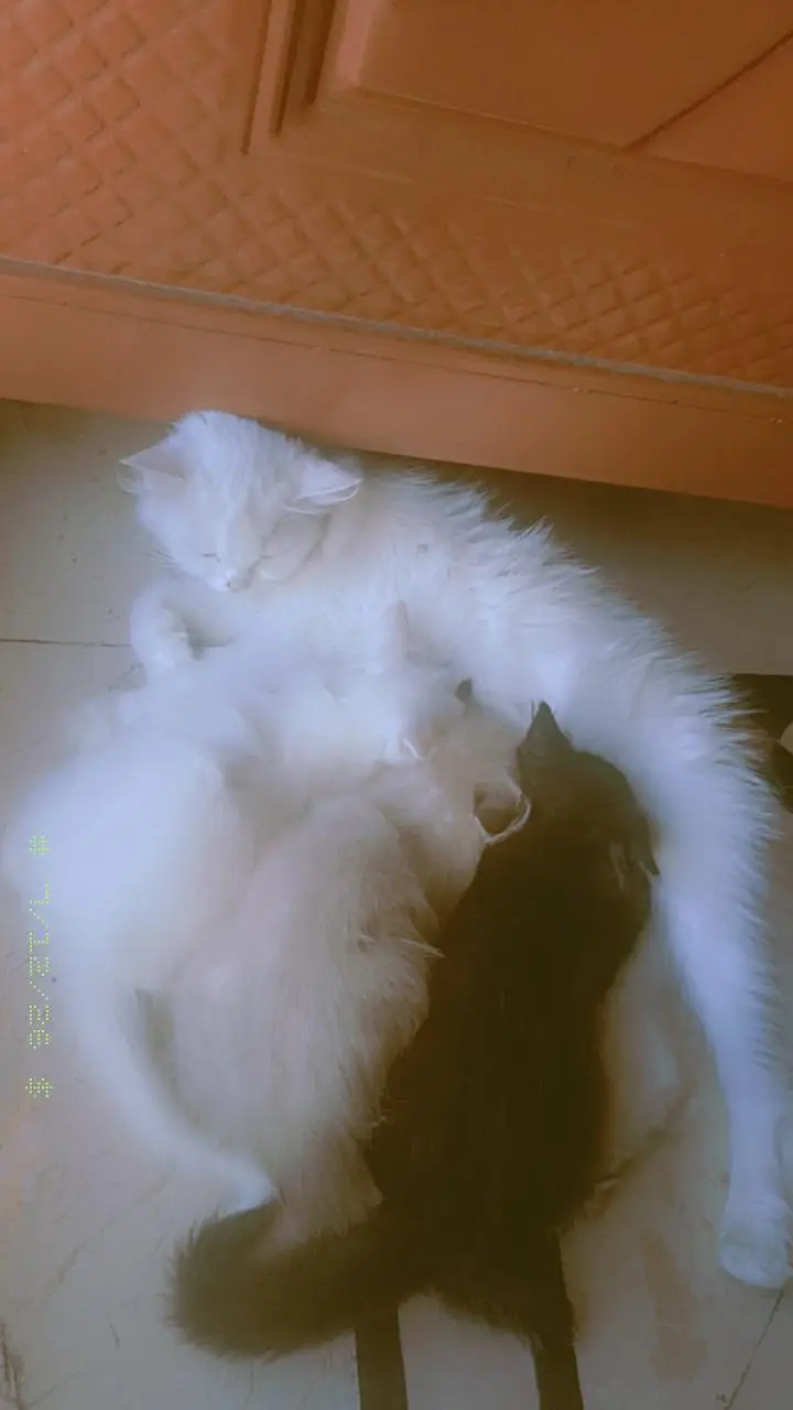 persian female cat punch face with 3 kittens for sale — photo 2