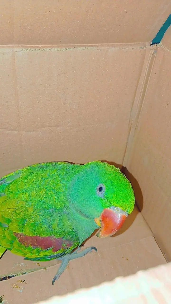 Raw Parrots for sale — photo 2