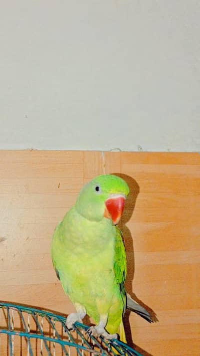 Raw Parrots for sale