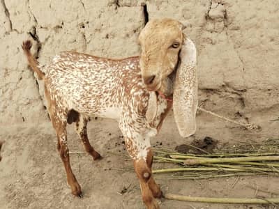 makkhi chhina bakra for sale call 03091039419