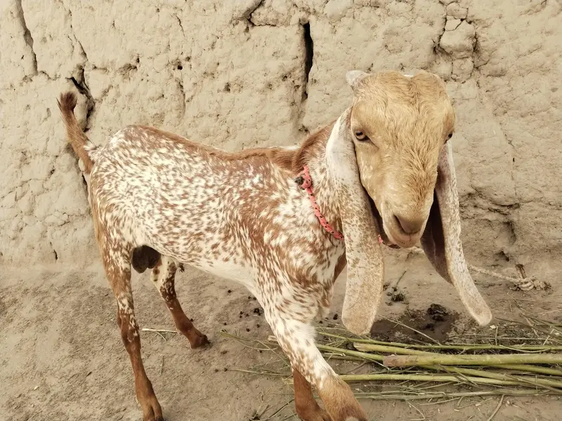 makkhi chhina bakra for sale call 03091039419 — photo 2